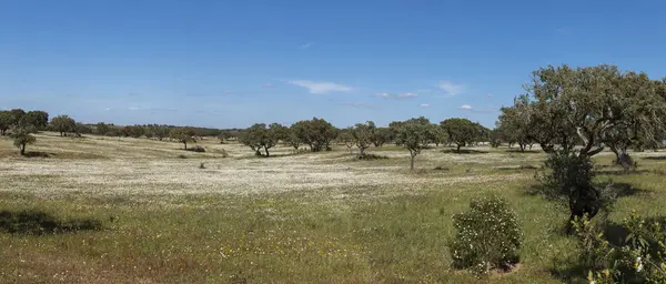 Paisaje primaveral en Alentejo —  Fotos de Stock