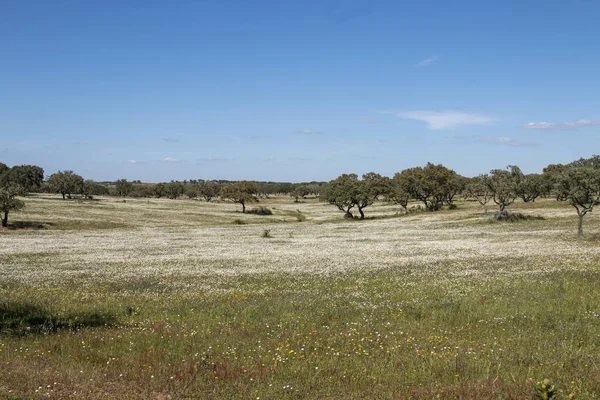 Alentejo manzarada bahar