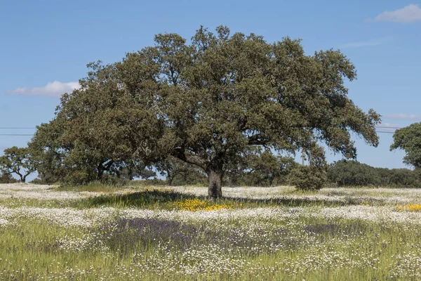 Wiosnę krajobraz w Alentejo — Zdjęcie stockowe