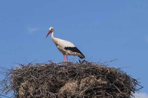 Uma cegonha branca no ninho — Fotografia de Stock