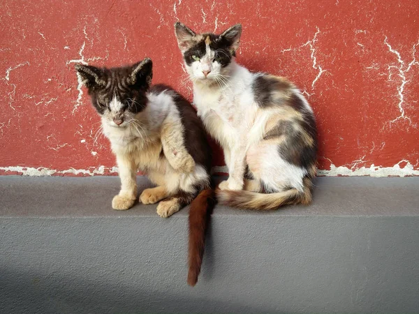 Two cats over a red wall — Stock Photo, Image