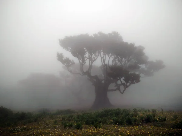 Ancient bay laurel trees in fog — Stock Photo, Image