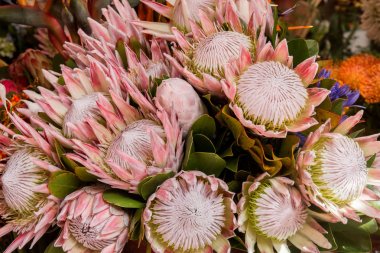 Protea cynaroides, Kral protea çiçek