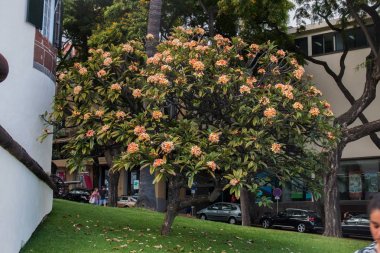 Plumeria rubra ağaç