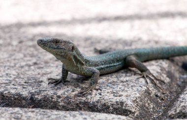 madeiran duvar kertenkele 