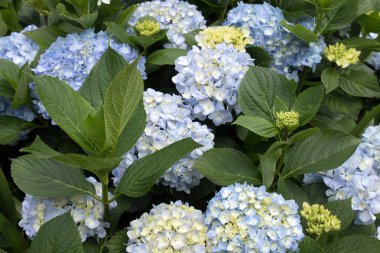 HORTENSIA (Hydrangea Macrophylla)