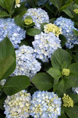 HORTENSIA (Hydrangea Macrophylla)