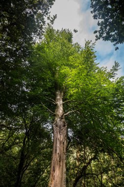 Levada Caldeirao Verde