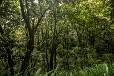 Levada Caldeirao Verde