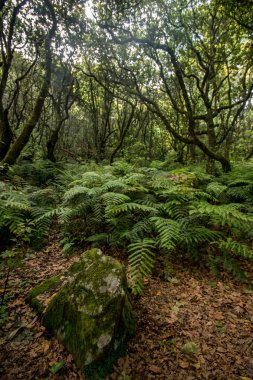 Levada Caldeirao Verde