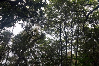 Levada Caldeirao Verde