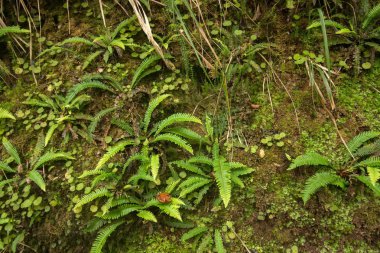 Levada Caldeirao Verde