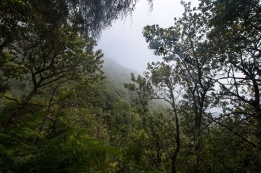 Levada Caldeirao Verde