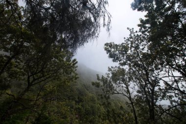 Levada Caldeirao Verde