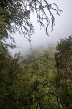 Levada Caldeirao Verde