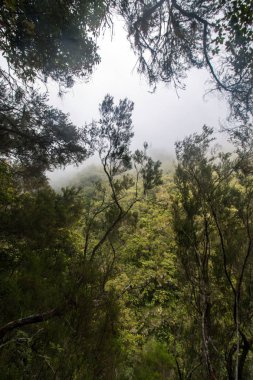 Levada Caldeirao Verde