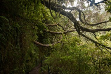 Levada Caldeirao Verde