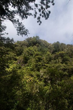 Levada Caldeirao Verde