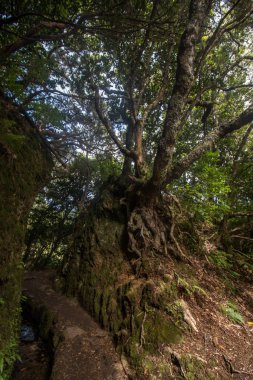 Levada Caldeirao Verde