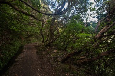 Levada Caldeirao Verde