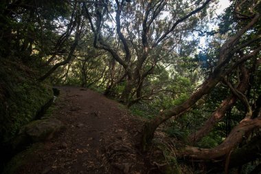 Levada Caldeirao Verde