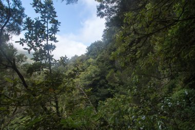 Levada Caldeirao Verde