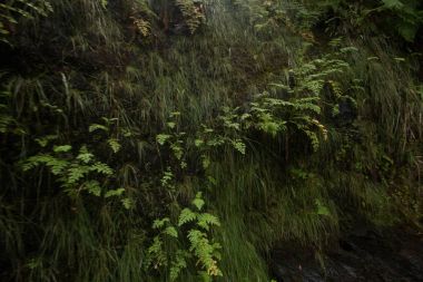 Levada Caldeirao Verde