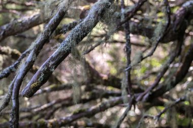 Levada Caldeirao Verde