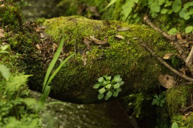 Levada Caldeirao Verde