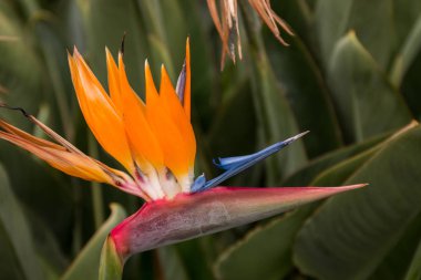 güzel STERLİÇYA çiçek