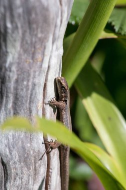 Madeiran duvar kertenkele (Lacerta dugesii)