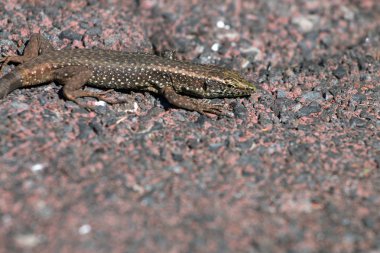 Madeiran duvar kertenkele (Lacerta dugesii)