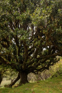 Fanal eski Laurel ağaçlar konumu