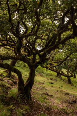 Fanal eski Laurel ağaçlar konumu