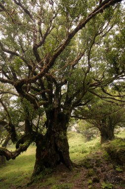 Fanal eski Laurel ağaçlar konumu