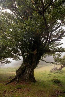 Fanal eski Laurel ağaçlar konumu