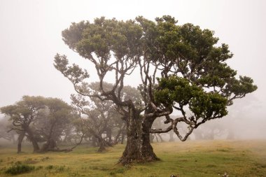 Fanal eski Laurel ağaçlar konumu
