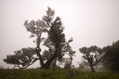 Fanal eski Laurel ağaçlar konumu