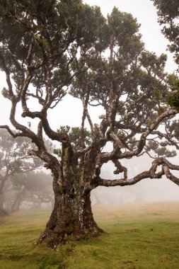 Fanal eski Laurel ağaçlar konumu