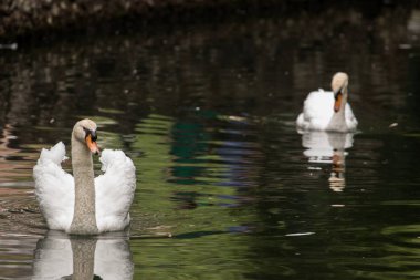 Gölette beyaz kuğu