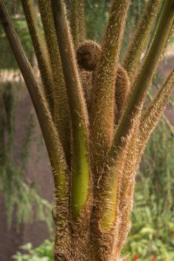 Cibotium barometz makro detay