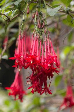 Fuşya boliviana çiçek
