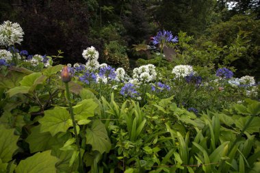 ortak agapanthus çiçeği