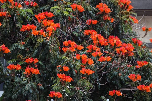 African Tulip tree (Spathodea campanulata) — Stock Photo, Image