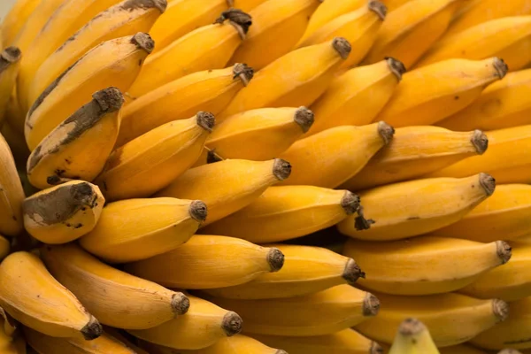 Frutti di banana di Madera — Foto Stock