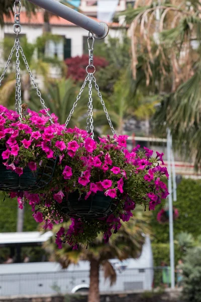 Vaso di fiori in ambiente urbano — Foto Stock