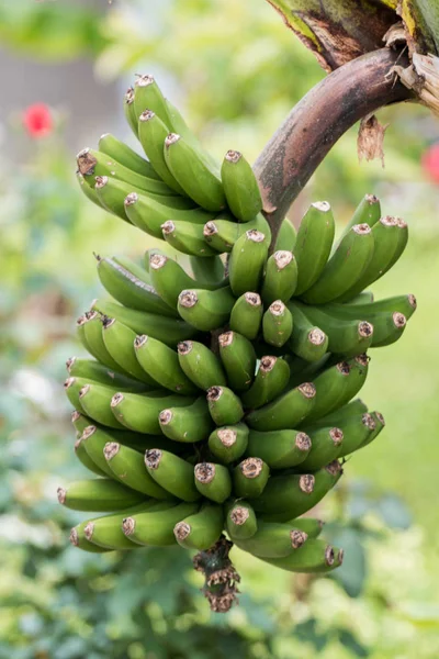 Ovoce banán Madeira — Stock fotografie