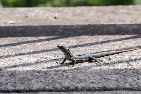 Madeiran wall lizard — Stock Photo, Image