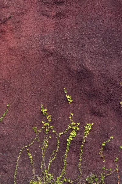 Pianta di edera sulla parete rossa — Foto Stock