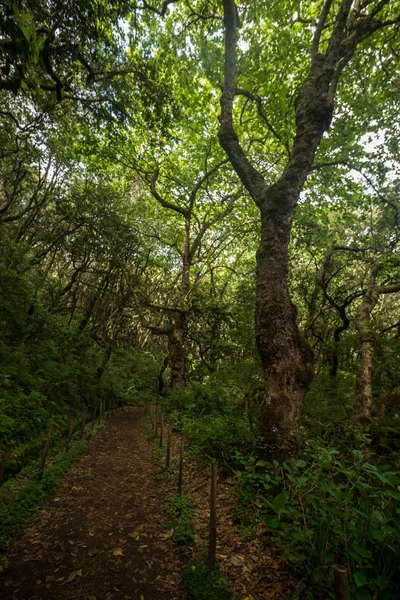 Caldeirao ヴェルデの Levada — ストック写真